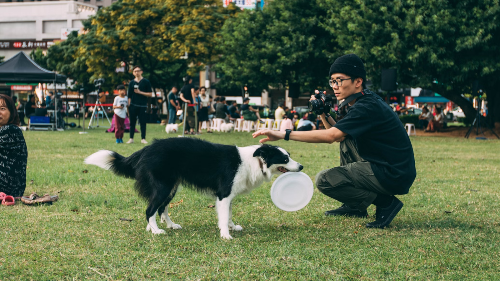 dog obedience training