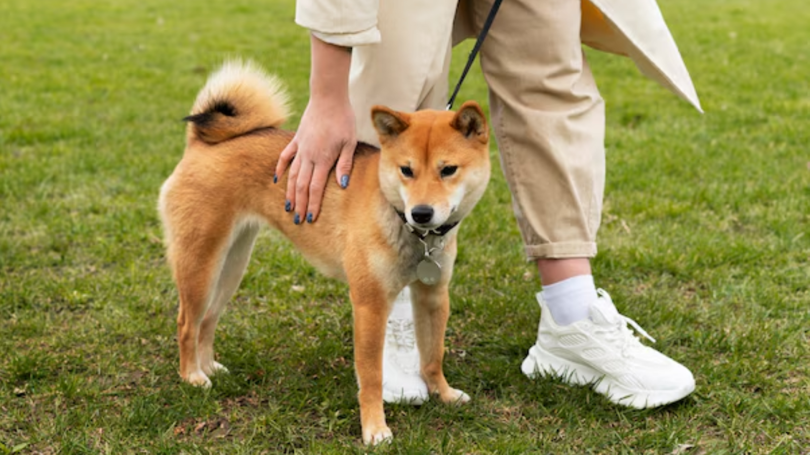 dog training classes