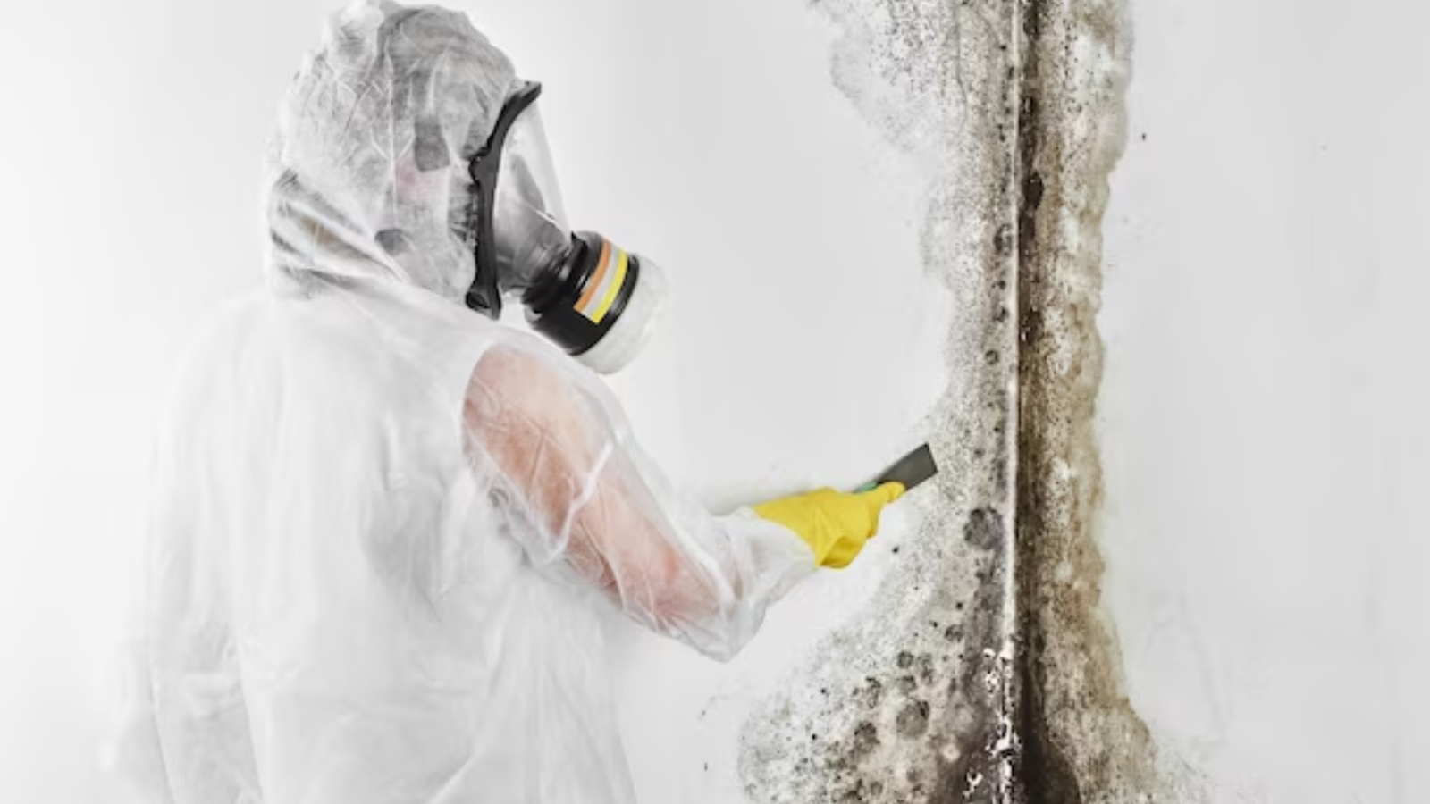 mold removal in NJ