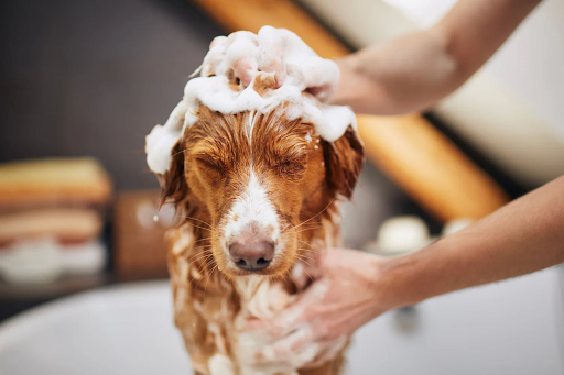 Dog Shampoo